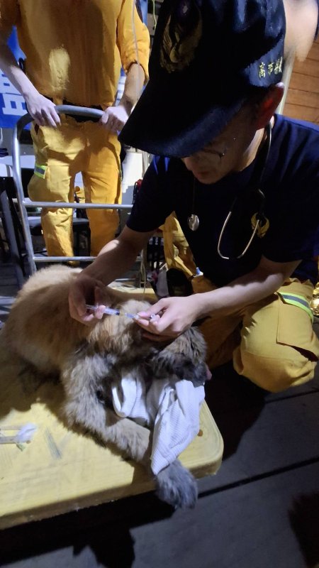 高市搜救隊救出泥濘犬隻 專業獸醫同步支援。(記者陳雯萍翻攝)