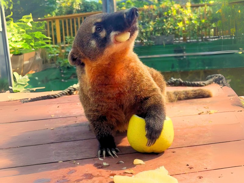 長鼻浣熊抓取柚子果肉往嘴裡塞，吃得津津有味。（觀光局提供）