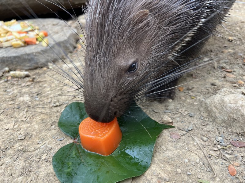 冠豪豬享用紅蘿蔔果凍月餅。（觀光局提供）