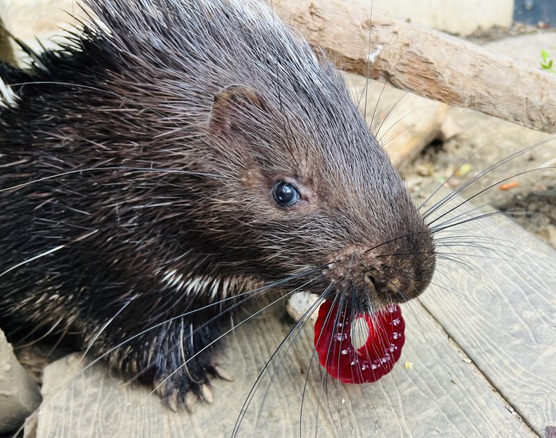 冠豪豬叼起果凍甜甜圈準備享用。（觀光局提供）