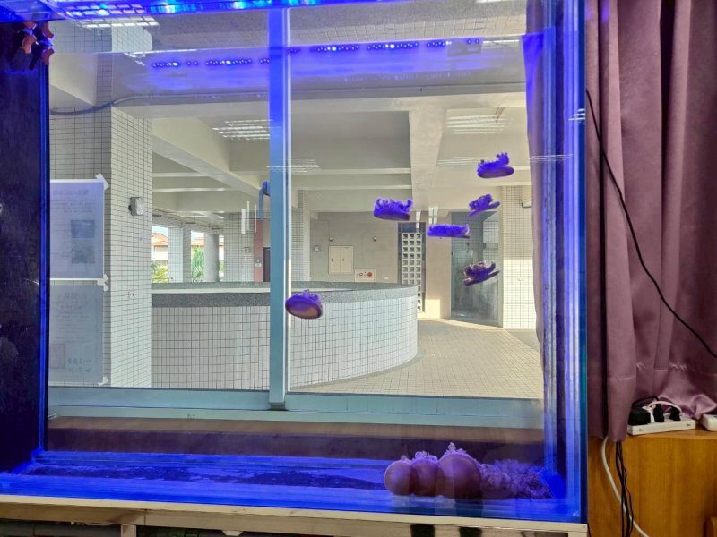 研發仙后水母驚艷全國，林園高中奪黑潮獎再證海洋教育實力。