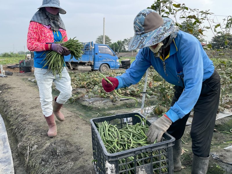 老夫婦一早採收菜豆，準備上巿拍賣。（周敏煌攝）