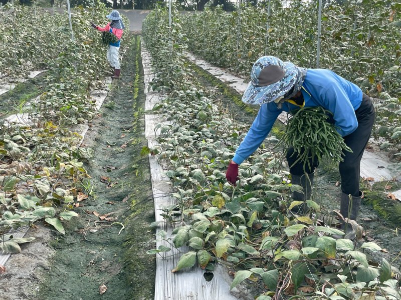 菜豆倒伏之後，品相和產量差很多。（周敏煌攝）