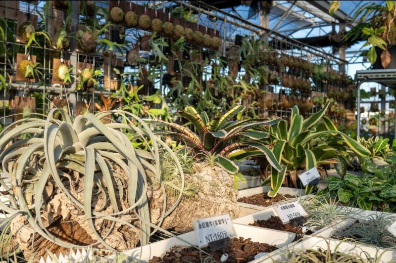  「阿金的便秘花園」內種滿各式綠植盆栽，透過層次陳列與自然光線，營造出兼具綠意盎然的植感空間。