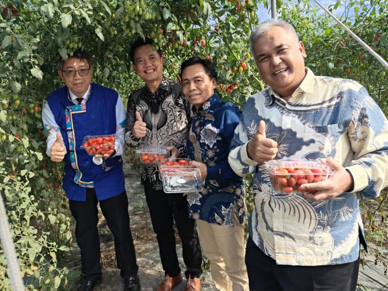 印尼學校董事及校長體驗摘番茄。