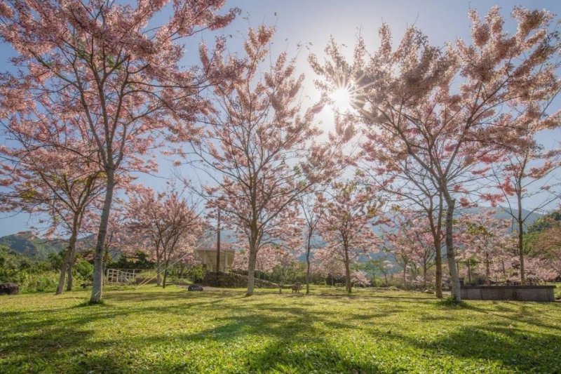 春節連假選高雄 景區升級亮點迎客潮。（高雄市觀光局提供）