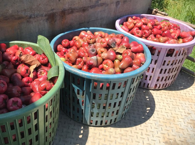 漾新聞|蓮霧開花結果留意病害防治時機