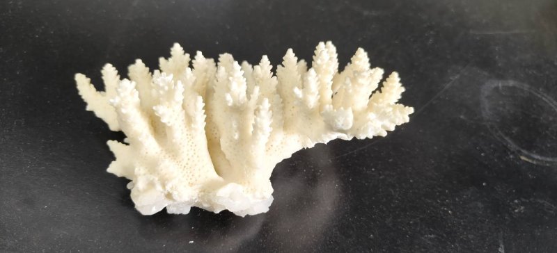 漾新聞｜再生醫學救星 耐熱珊瑚變身高階骨材救星