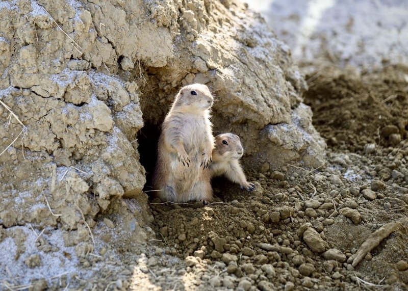 漾新聞｜動物是老師森林是教室　內門野森動物學校試營運可愛動物登場