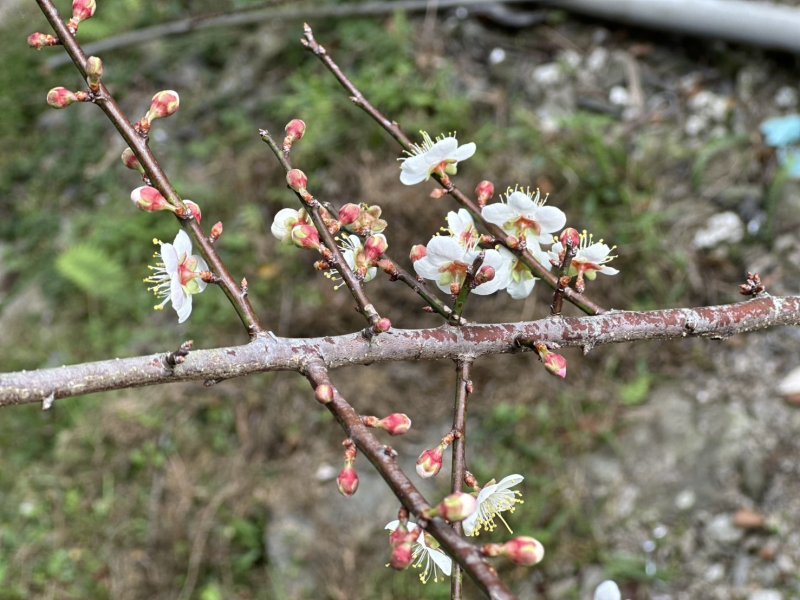 漾新聞｜梅香伴詩聲　六龜寶來詩花共讀母語動人心弦