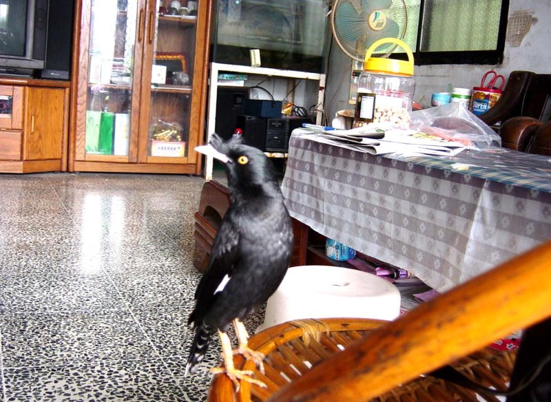 成功大學講座不死鳥編寫心路歷程 / 黃山高 / 2015國藝會2014補助出版客語文學合輯「不死鳥」／漾新聞