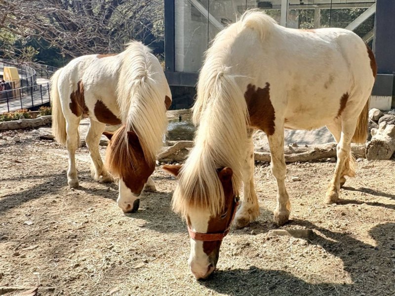 漾新聞｜壽山動物園馬年走春新亮點　兒童免費入園AI互動體驗登場