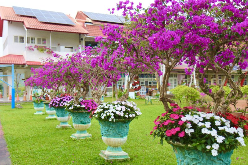 漾新聞|九重葛花海染紅山城 內門金竹國小冬日美景爆紅