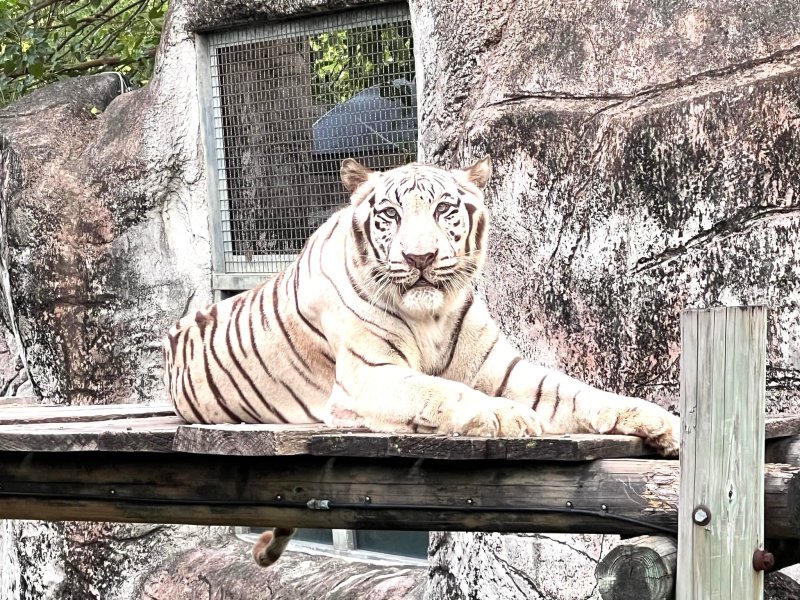 漾新聞｜白虎昭海辭世壽山動物園淚別