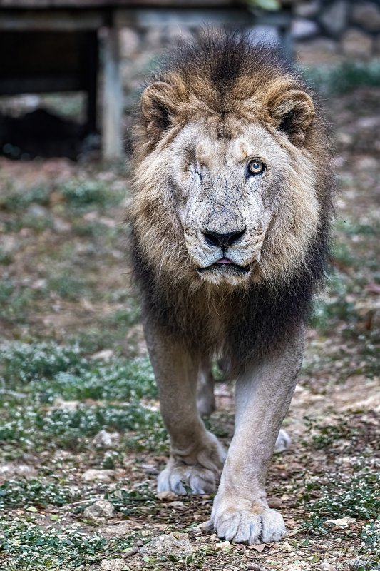 漾新聞| 壽山獅王二哥辭世 23年守望旅程畫下溫柔句點