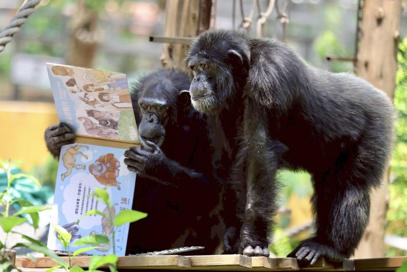 漾新聞｜黑猩猩世界閱讀日啃讀報紙繪本 壽山動物園藏食書萌翻全場