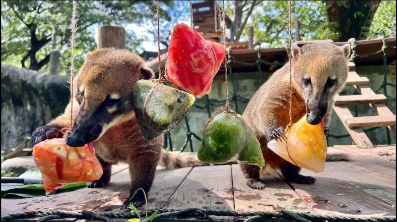漾新聞｜黑猩猩端午互送菜粽放閃　壽山動物園飄出動物粽香