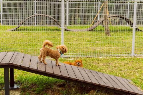 漾新聞|毛孩快衝！蚵仔寮新寵物樂園超吸睛