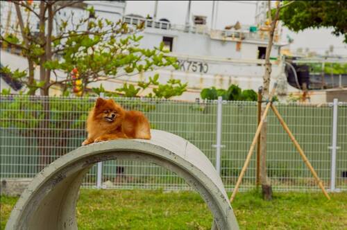 寵物活動區配備涵洞、獨木橋、休憩座椅等設施。