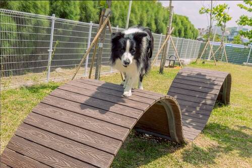  新設的寵物活動區依犬隻體型分為大小犬活動空間。