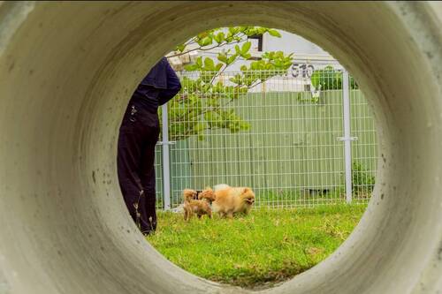  寵物活動區配備涵洞、獨木橋、休憩座椅等設施。