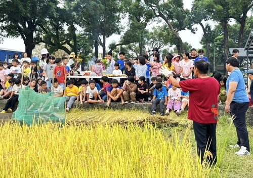 漾新聞|吉東國小端午割稻傳承與感恩