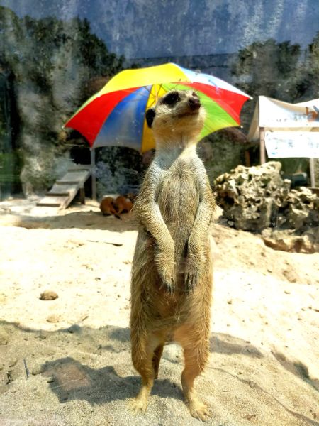 漾新聞|動物園有新虎獅！暑假兒童免費玩壽山