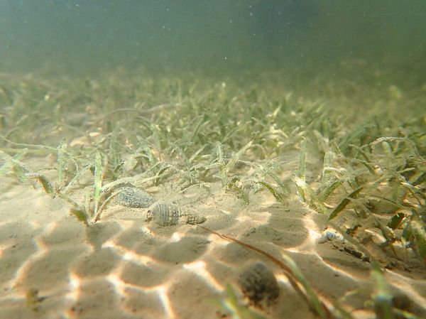 漾新聞｜打造海底碳吸金庫！中山大學啟動稀有海草復育計畫