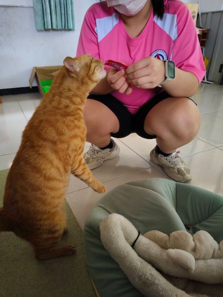 漾新聞｜從迷路橘貓到校園共學！燕巢國中動保教育有夠暖心