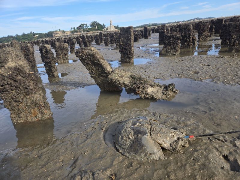 臺灣三棘鱟與金門蚵田中發現臺灣三棘鱟蹤跡