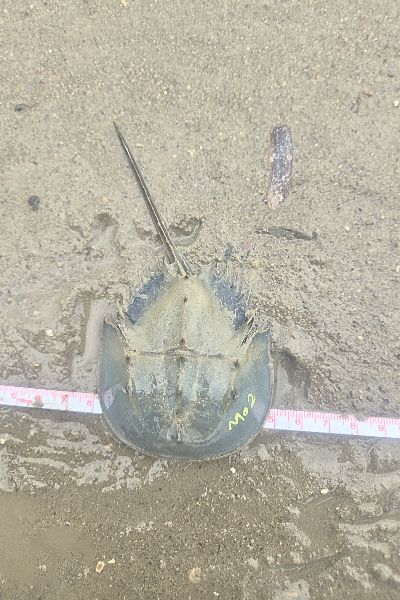 臺灣三棘鱟與金門蚵田中發現臺灣三棘鱟蹤跡