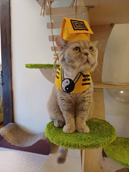 鬼月也能療癒！台南「角落有貓」貓道士萌翻祈福納祥。